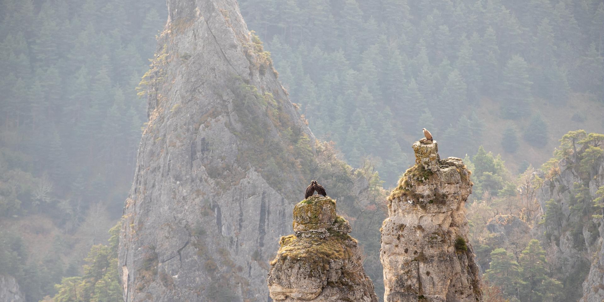 vultures nest gorges du tarn