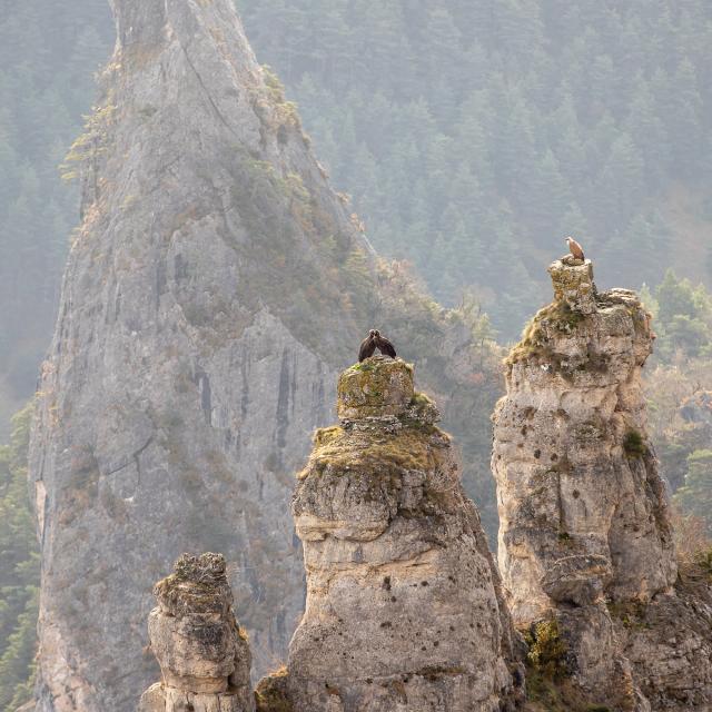 vultures nest gorges du tarn