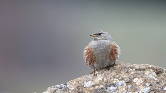 Alpine Accentor on a rock, the bird's body in front and head in profile