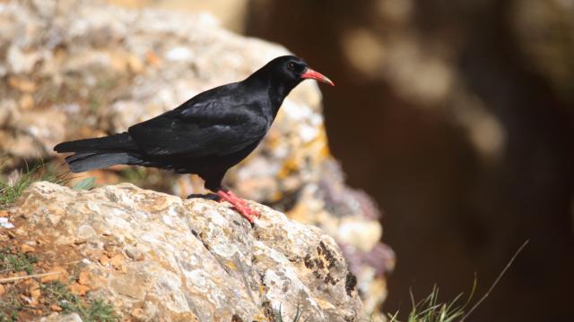 Red-Billed Crab in profile on a rock