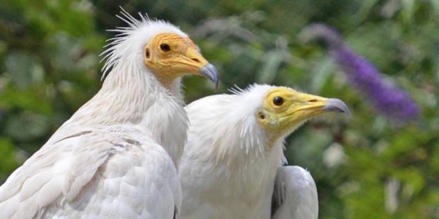 Egyptian Vulture, pair of Egyptian Vultures