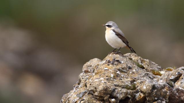 Wheatear in profile on a rock