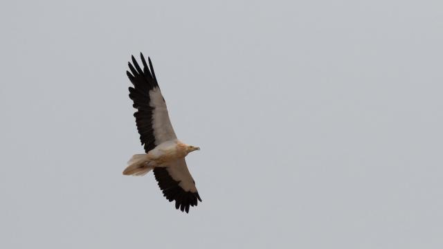 Percnopter Vulture sky flight
