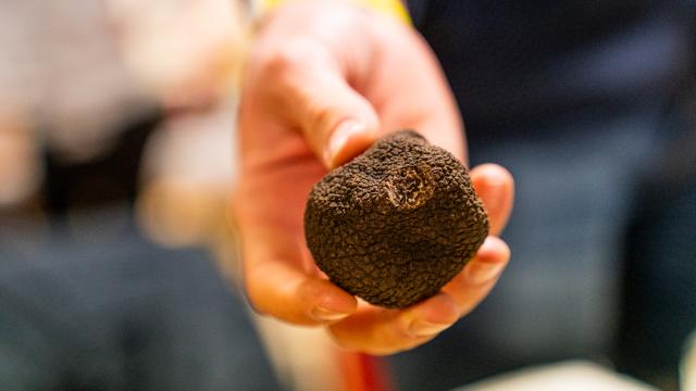truffle lozère gorges du tarn
