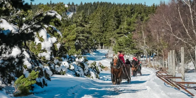 european bison park winter sleigh tour