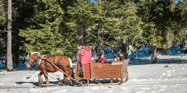 european bison snow sleigh ride