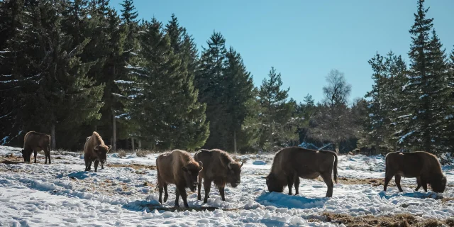 visit european bison park