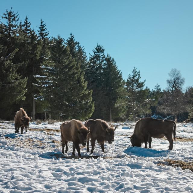 visit european bison park