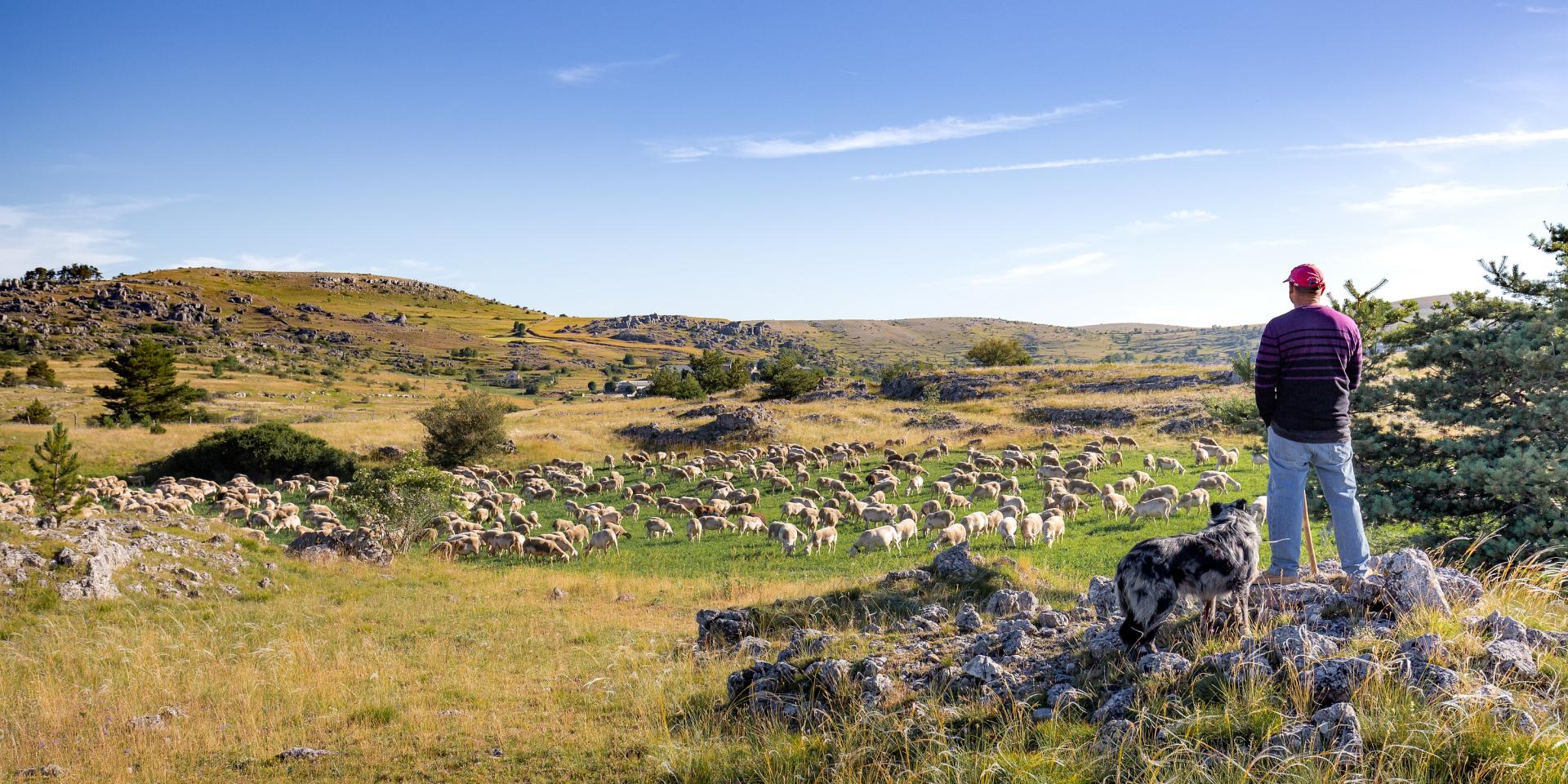 causse méjean sheep