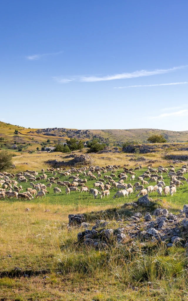 brebis causse méjean