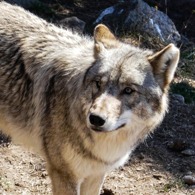 Gévaudan wolf.