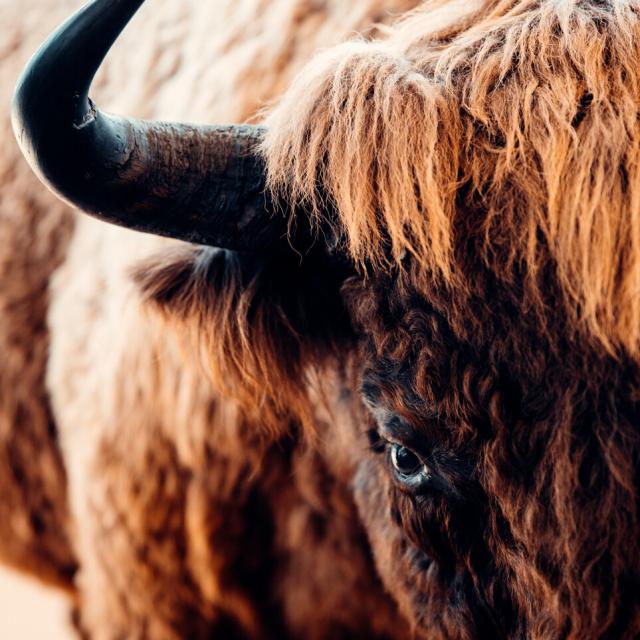 european bison head