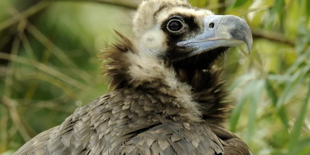 Monk Vulture In France