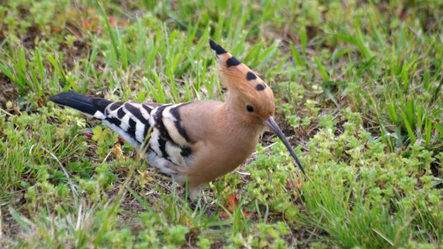 Huppe fascie in the Thse garden. The Fascist Hoopoe is found in the warm, temperate regions of the Old World.  It frequents open countryside dotted with areas of bare earth or short grass.  Essentially insectivorous, the hoopoe captures the vast majority of its prey on the ground. The hoopoe is protected by law in France and most other European countries. European hoopoes migrate as far as tropical Africa to spend the winter. In France, they arrive as early as the end of February in the south, and in March or April in more northerly regions. But it leaves our latitudes as soon as it has finished nesting, in August and more rarely in September.