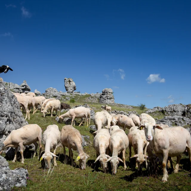 causse méjean sheep flock