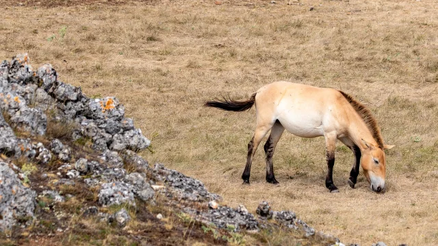 przewalski's horse causse méjean