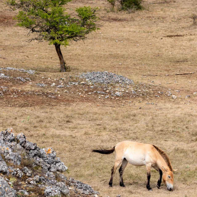 przewalski's horse causse méjean