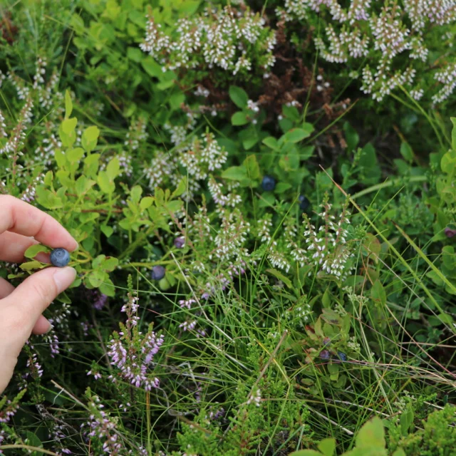 blueberry picking aubrac